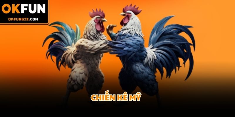 Giống gà Mỹ sở hữu vóc dáng cao lớn cùng sức mạnh ra đòn hiểm hóc