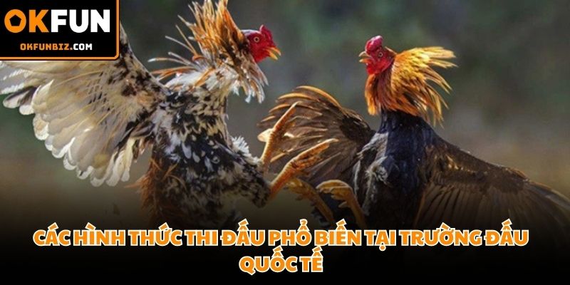 Trực tiếp đá gà Thomo Campuchia kịch tính giữa hai chiến kê dũng mãnh 