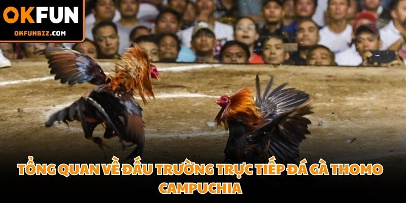 Toàn cảnh đấu trường giải trí quy mô lớn quy tụ hàng triệu người xem