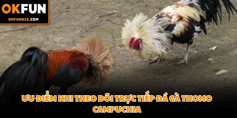 Giao diện trực tuyến tích hợp đầy đủ thông số thống kê trận đấu chọi kê